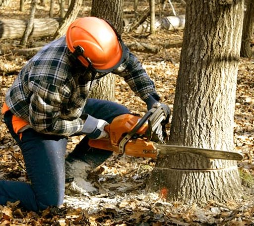 Tree Removal in Cushing, ME